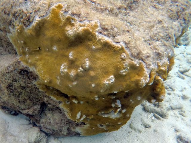 Yellow Boring Sponge