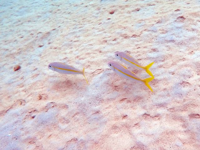 Yellow Goatfish (8