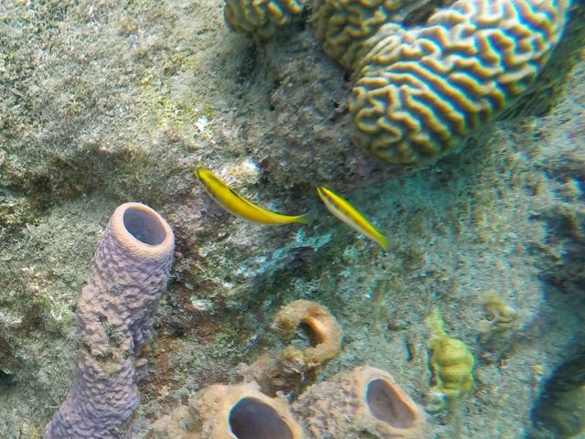 Bluehead Wrass Juvenile (3