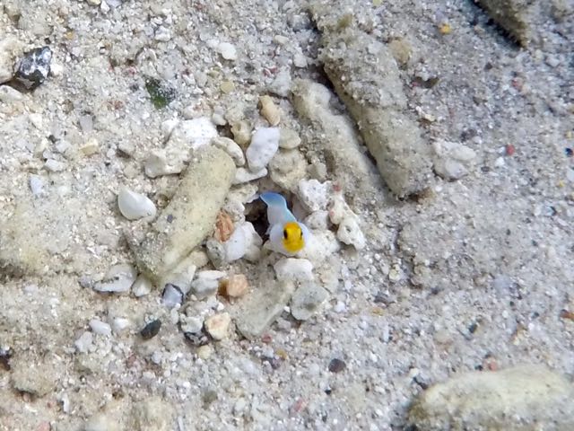 Yellowhead Jawfish (2