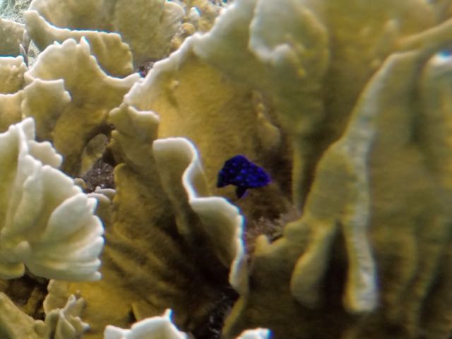 Yellowtail Damselfish Baby (1/2