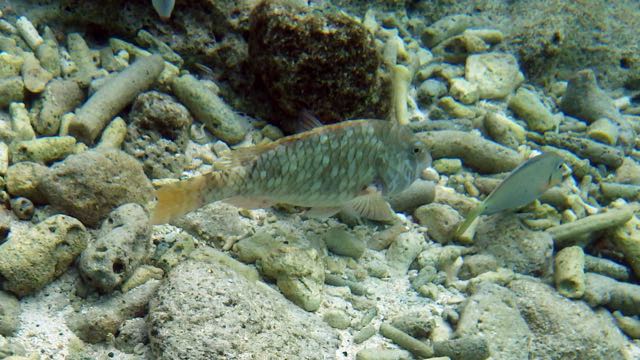 Yellowtail Parrotfish (12