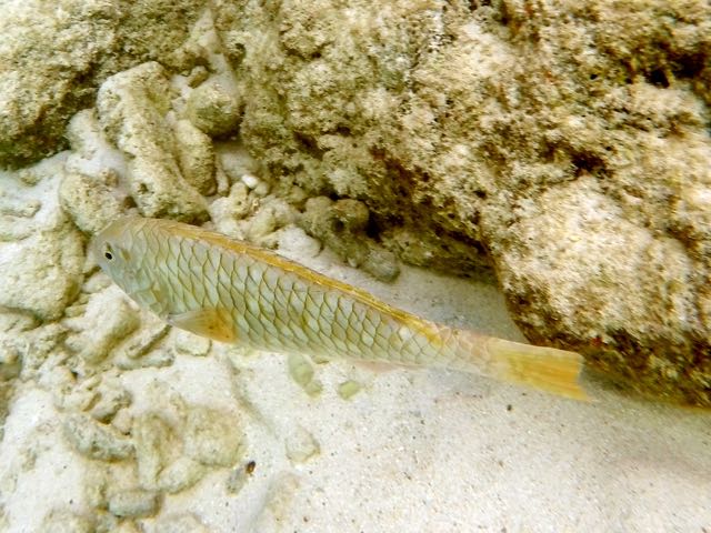 Yellowtail Parrotfish Initial Phase (12