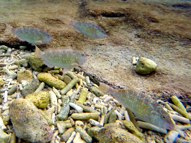 Yellowtail Parrotfish Juvenile (20