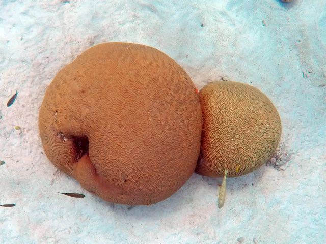 Boulder Brain Coral (Large)