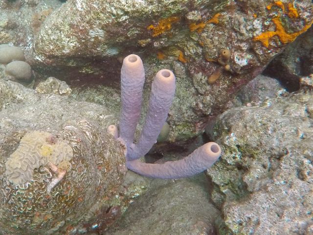 Branching Vase Sponge