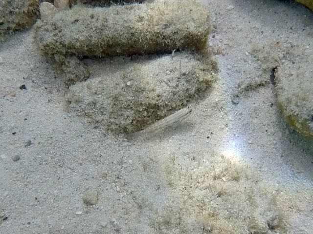 Bridled Goby (2