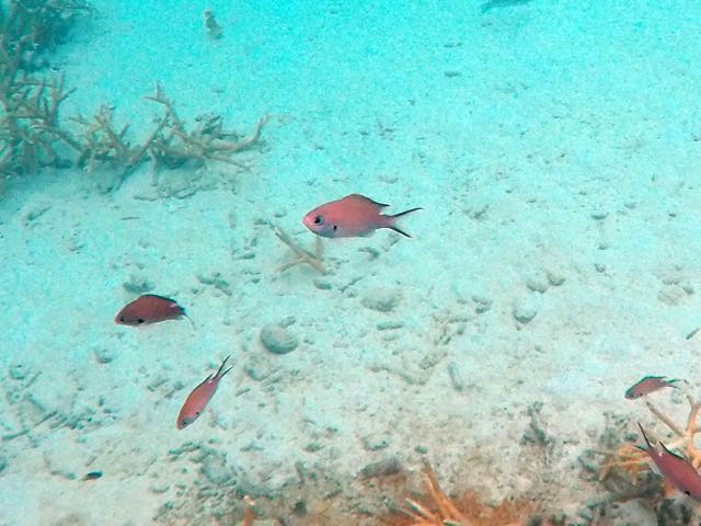 Brown Chromis (1.5