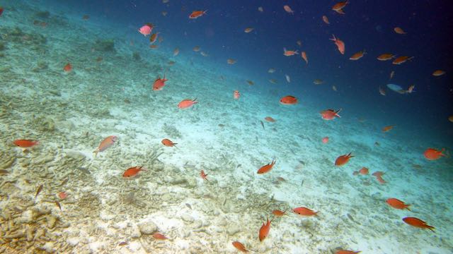 Brown Chromis (2