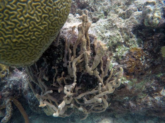 Brown Encrusting Octopus Sponge