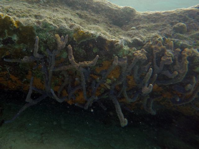 Brown Encrusting Octopus Sponge