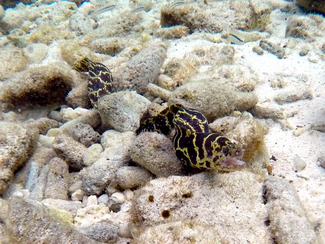 Chain Moray Eel (18