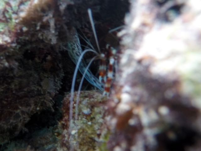 Banded Coral Shrimp