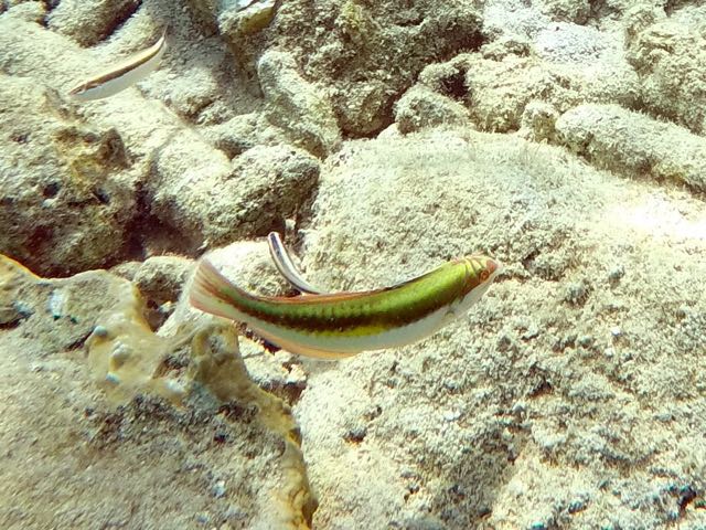 Clown Wrasse (6