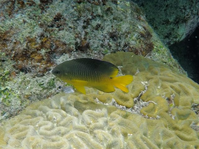 Cocoa Damselfish (2