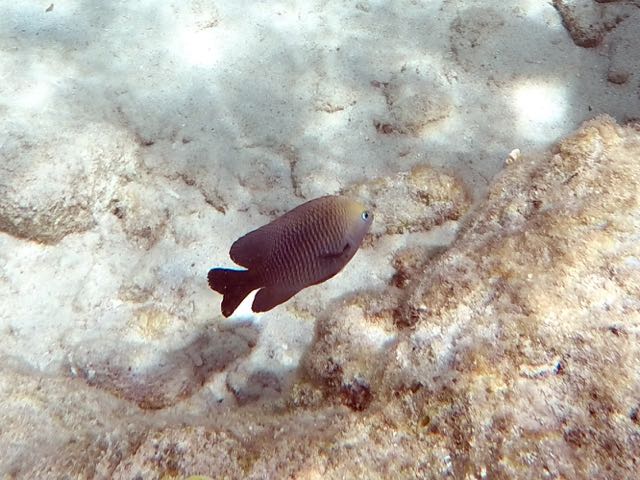 Cocoa Damselfish (4