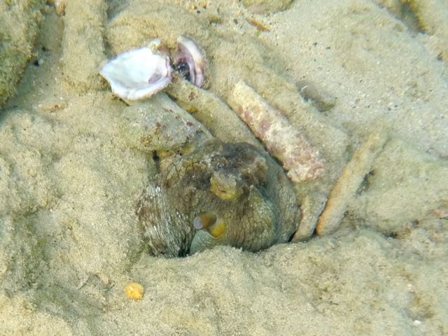 Common Octopus 