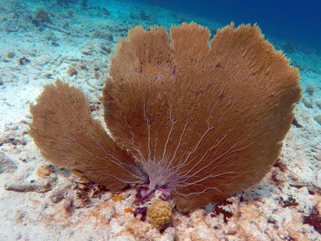 Common Seafan (4' OD)