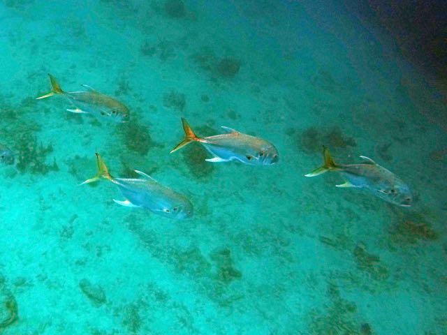 Crevalle Jack (18