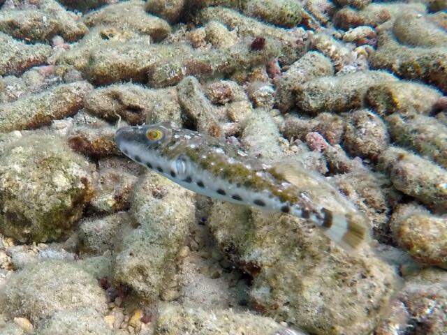 Bandtail Puffer (6