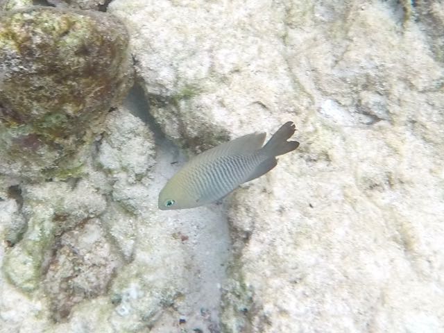 Dusky Damselfish (4