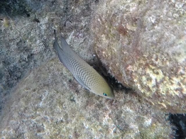 Dusky Damselfish (4