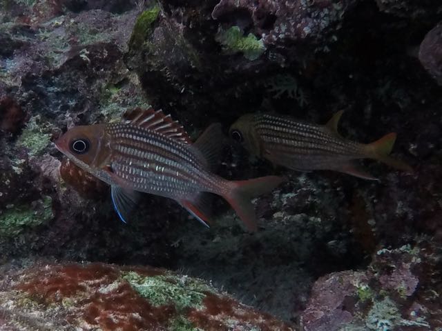 Dusky Squirrelfish (4