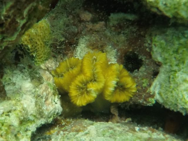 Eliptical Star Coral