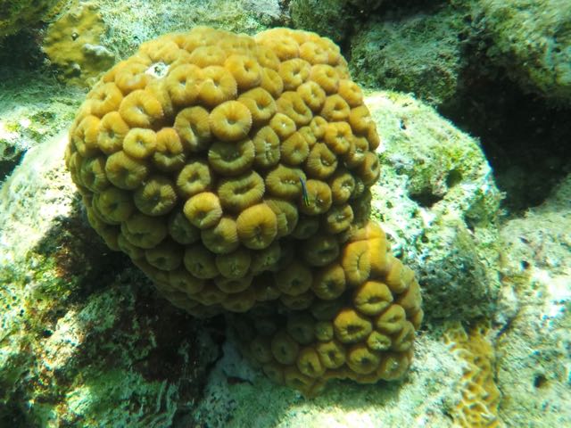 Eliptical Star Coral 
