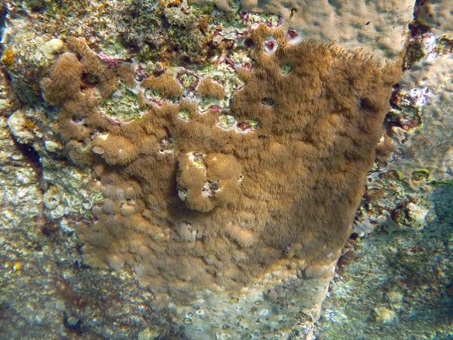 Encrusting Gorgonian coral