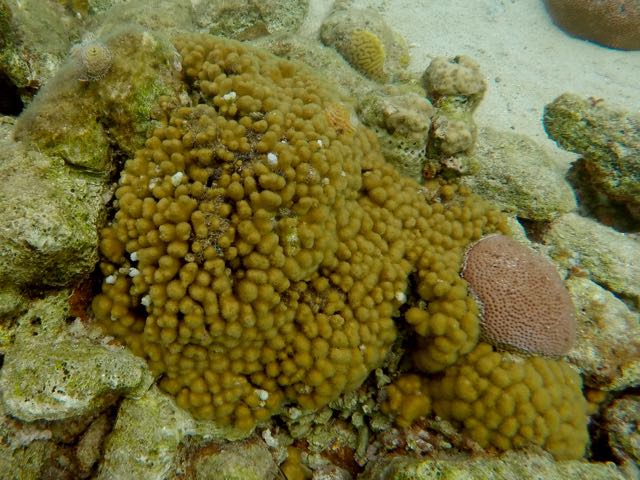 Finger Coral