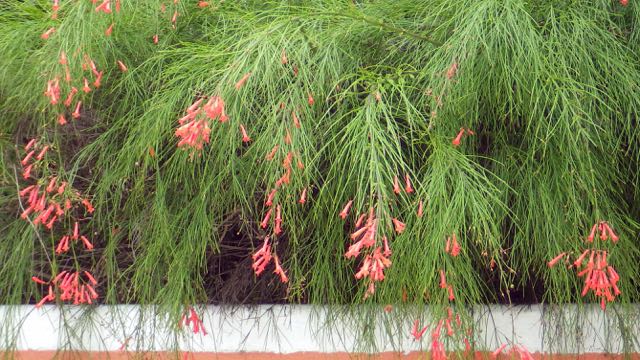 Firecracker Plant