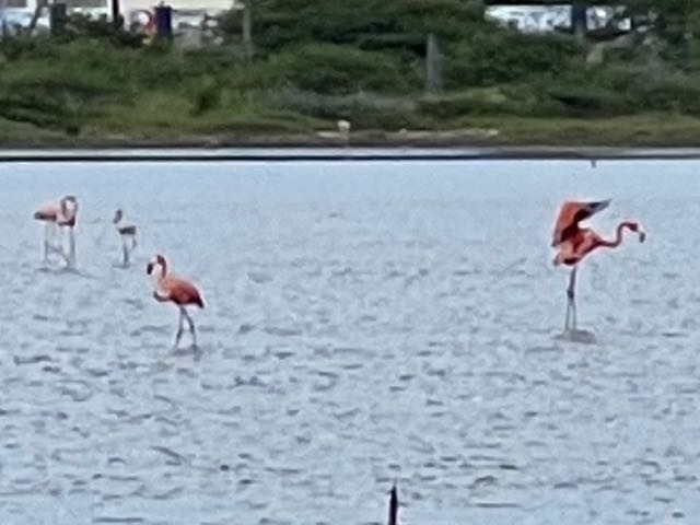 Flamingos