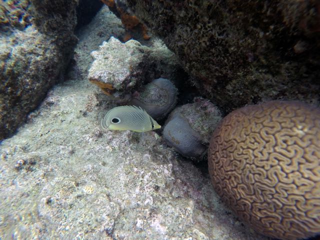 Foureye Butterflyfish (4