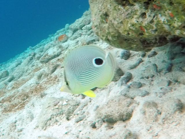Foureye Butterflyfish (4