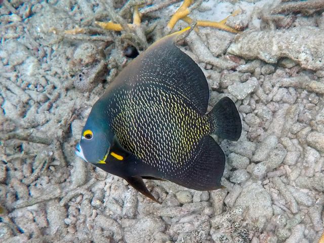 French Angelfish (18