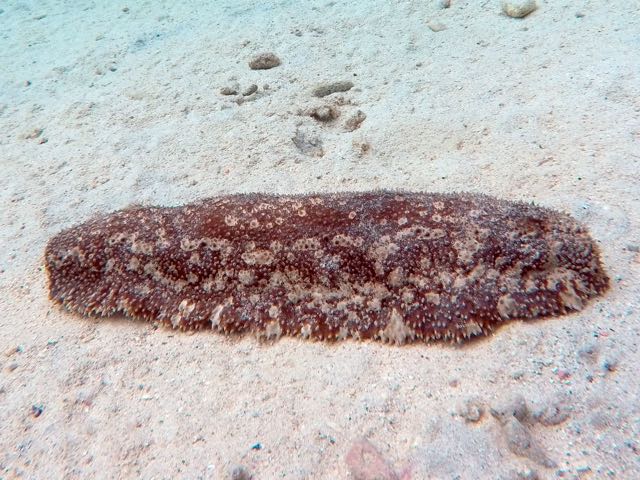 Furry Sea Cucumber
