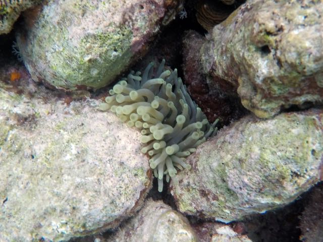 Giant Anemone