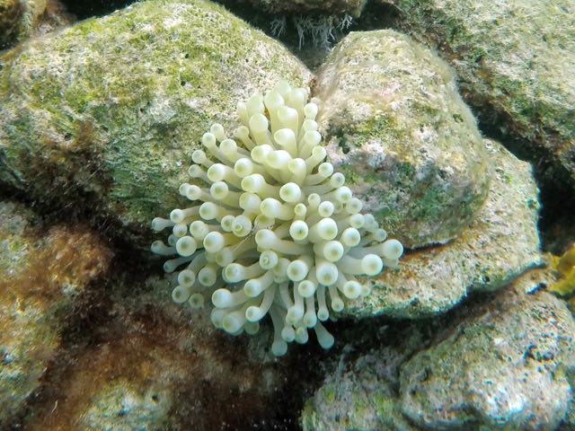 Giant Anemone