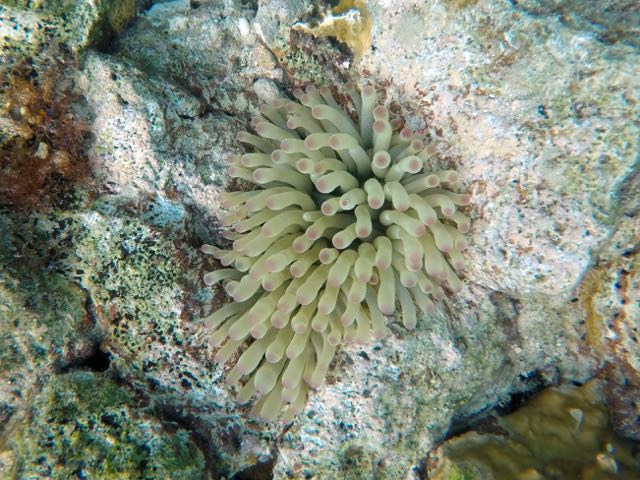 Giant Anemonie