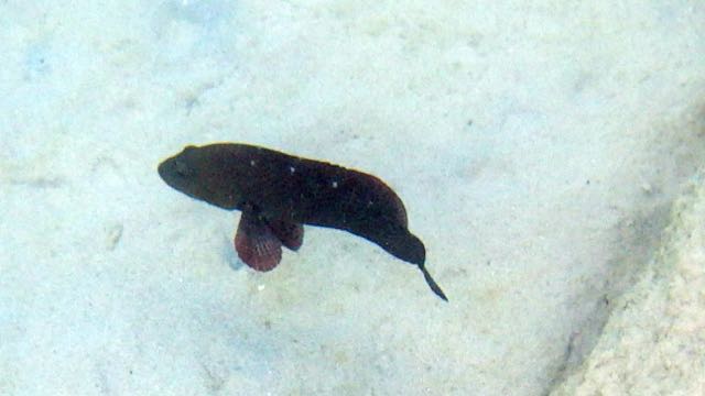 Graysby Juvenile (8