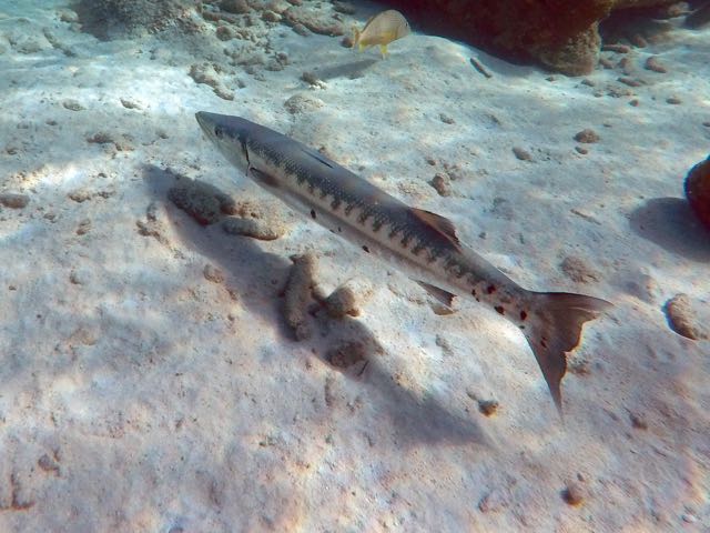 Great Barracuda (3' or 4')