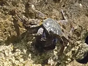 Beach Crab (2