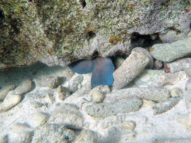 Greater Soapfish sleeping!