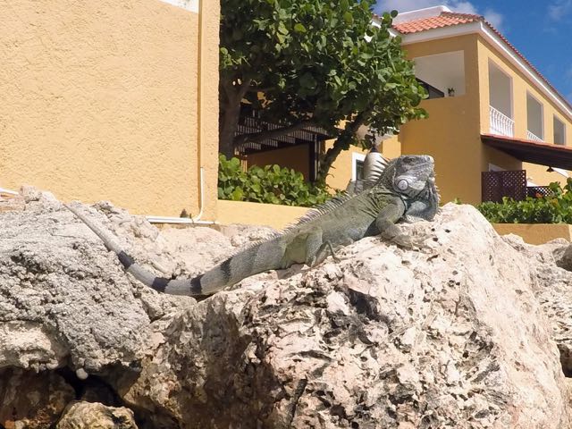 Green Iguana (20