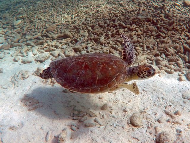 Green Sea Turtle (3')