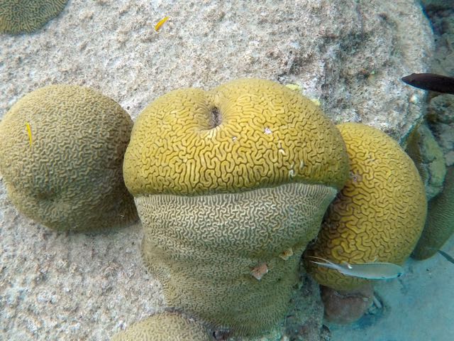 Grooved and Symetrical Brain Corals together