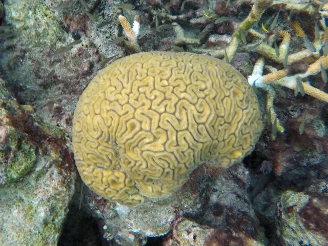 Grooved Brain Coral