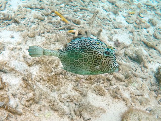 Honeycomb Cowfish