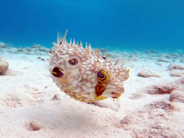 Web Burrfish (6